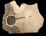Metasequoia occidentalis CHANEY 1951 - Bild © FossNet FossilienStore